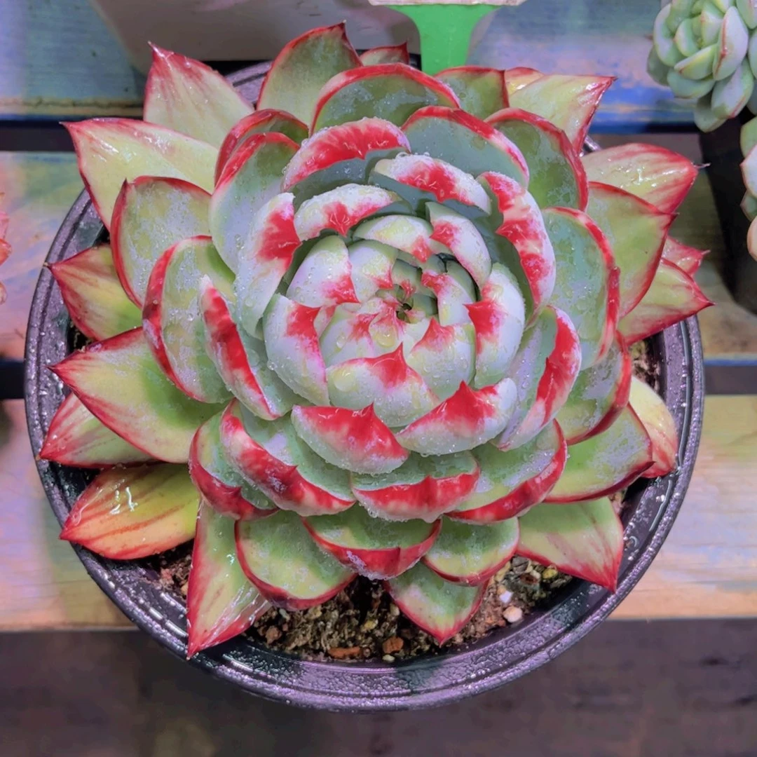 惊鸿仙子Ａ815一颗一物一拍