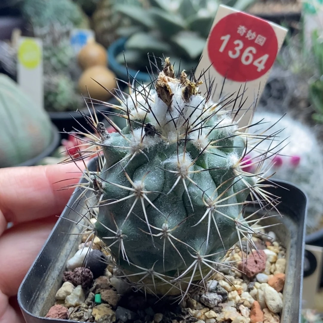 实生上腊强刺黑枪玉4.3cm