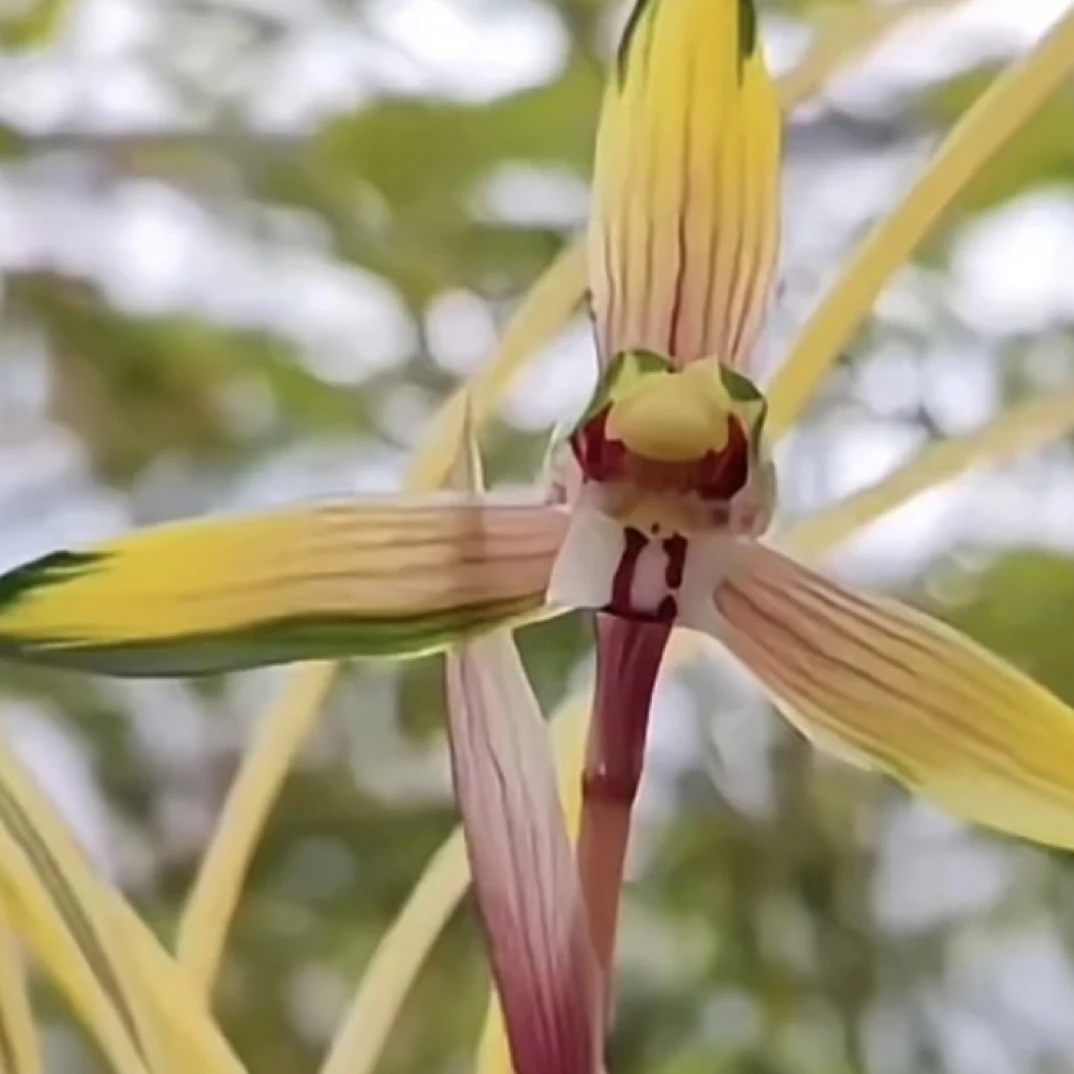 莲瓣兰艺草-北轮之光-人工种植组培小苗