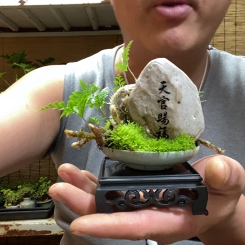 红陶一物一拍所见即所得171