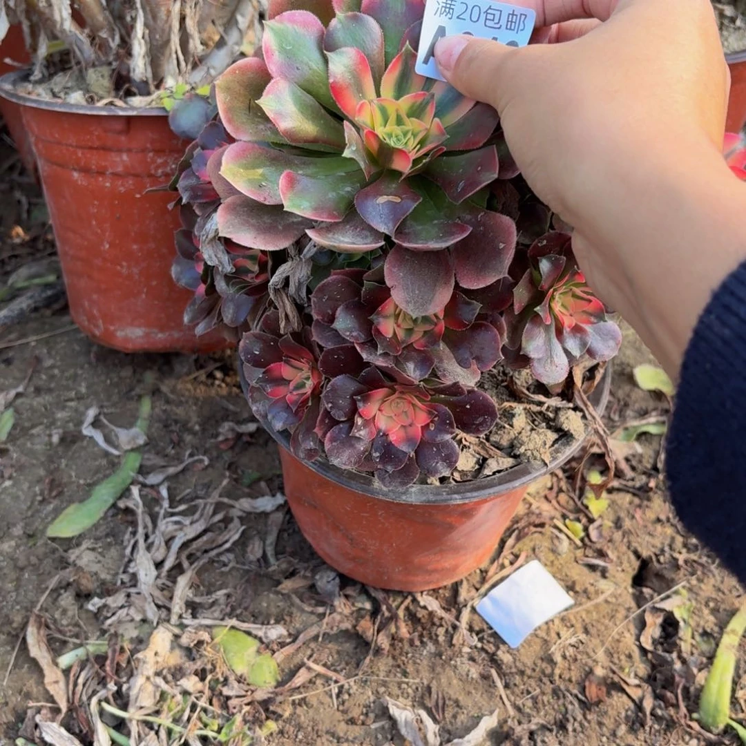 346多肉植物捧花的时候