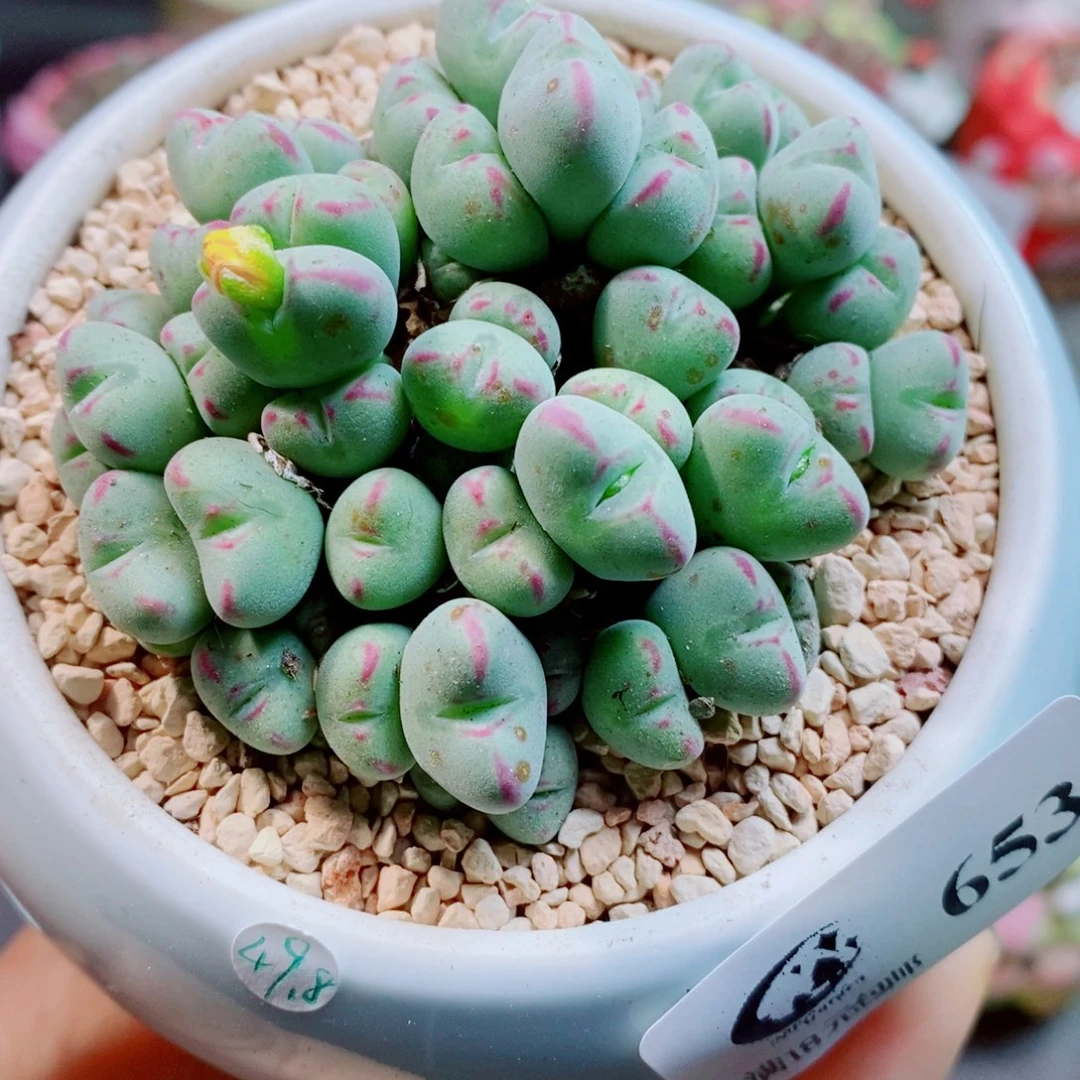 生石花花哈哈哈哈653