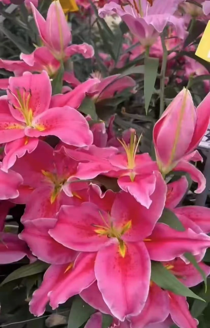 1颗四季可种《祈祷》18/20香水百合种球可盆栽地栽