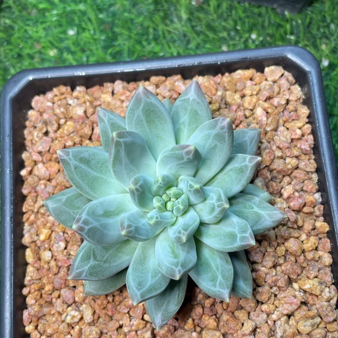 韦斯特曼多肉植物