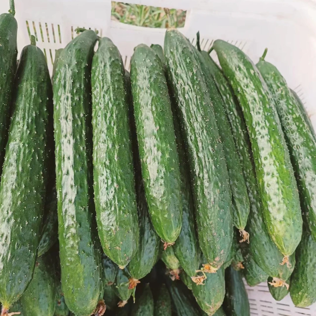 自家种的黄瓜现摘现发新鲜到家