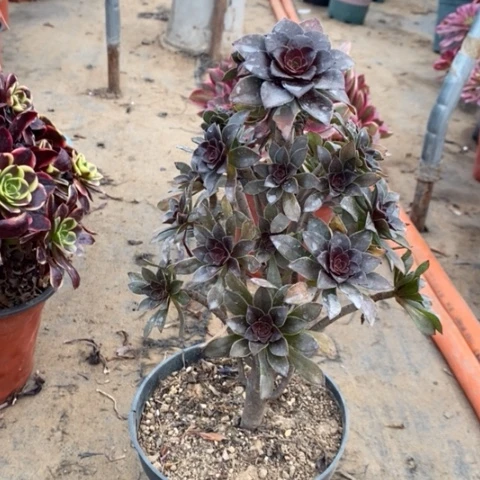 灰法多肉植物051