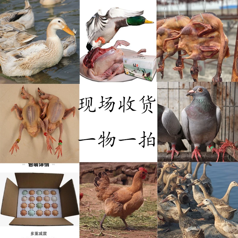 现场老乡 一物一拍以现场为准 土鸡土鸭土鸽子土货