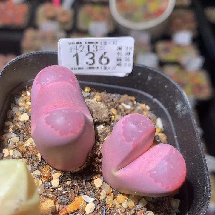 精品生石花213.136