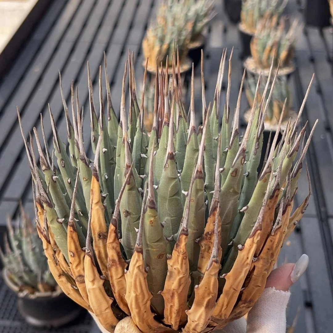 无花朵妖炎生桩福利