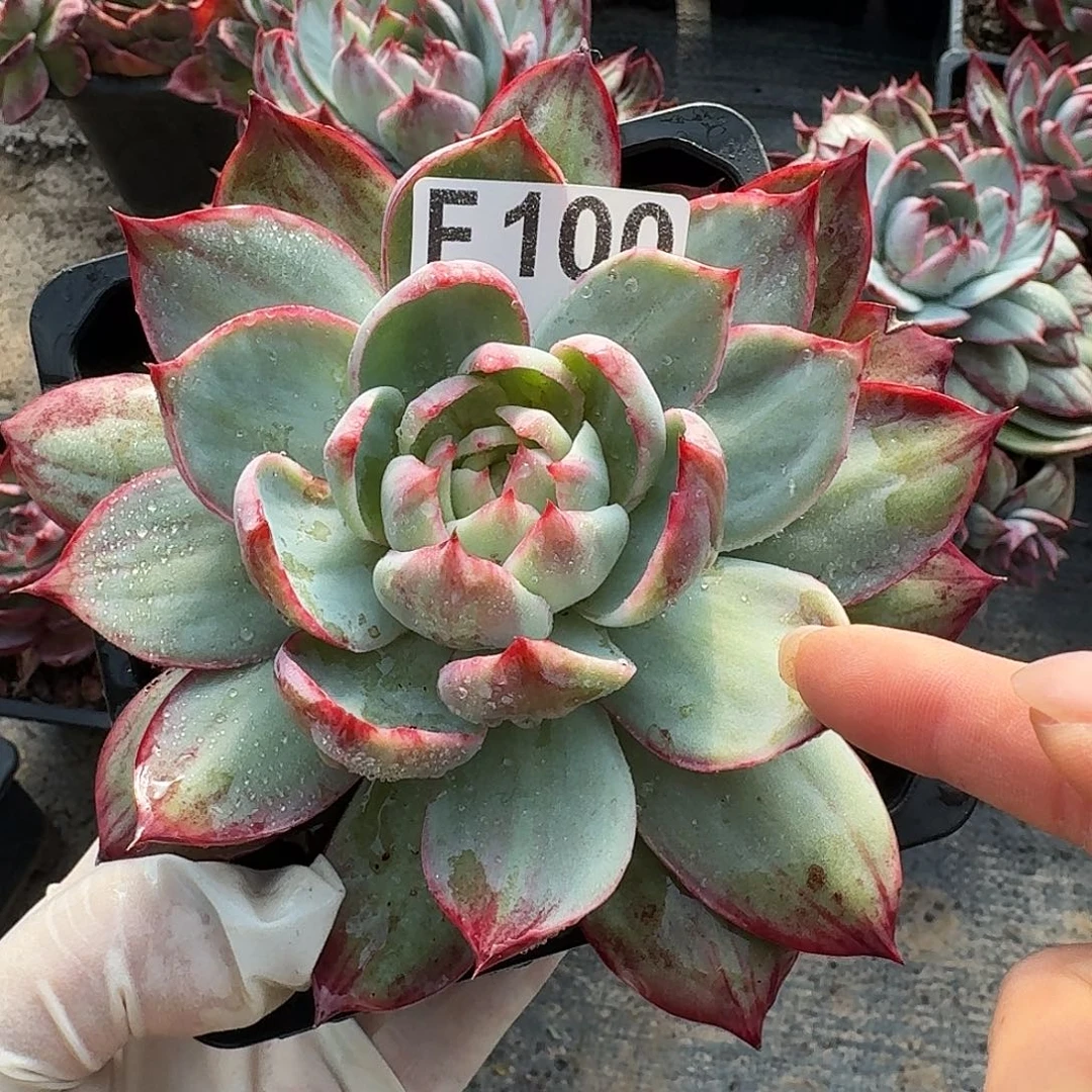 惊鸿惊鸿惊鸿 0100..........