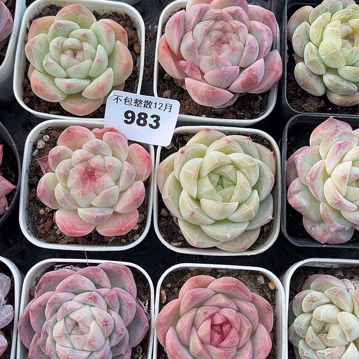 阿雅园艺。     983六颗