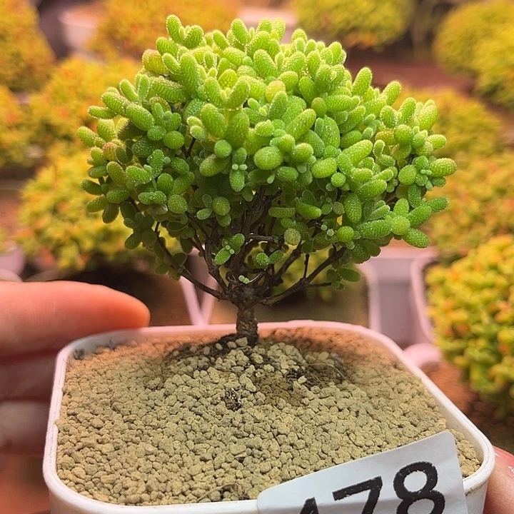 无花朵478蜜桔糖球