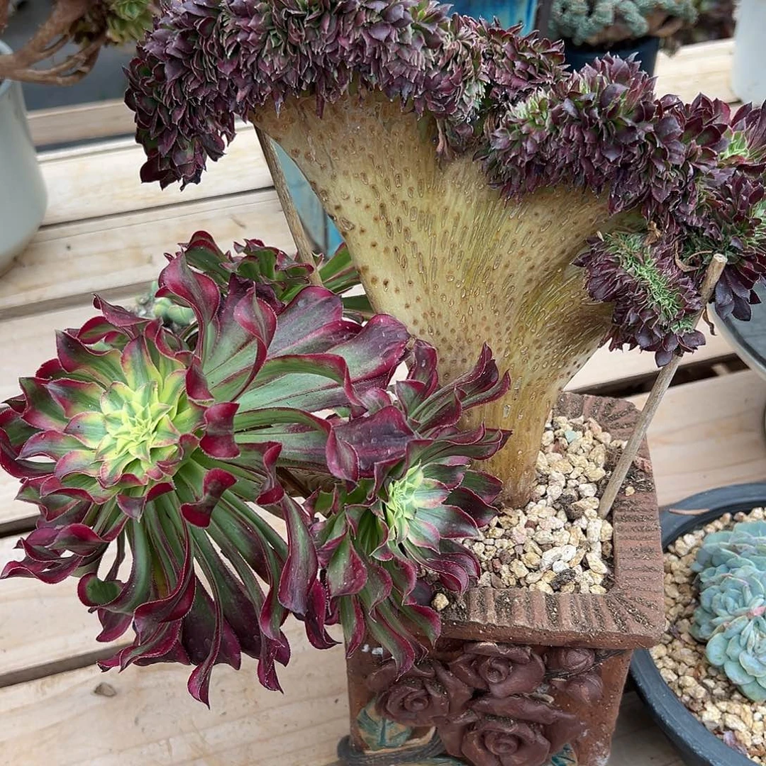 天合缀化老桩厚板朵缀