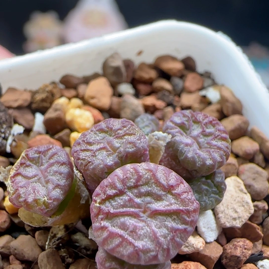 2.13.50/流水铜壶