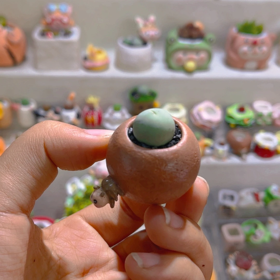 019高端多肉带盆土一套26