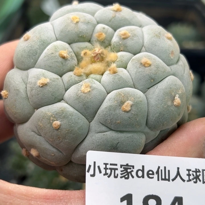 184可节后发货 可帮发根