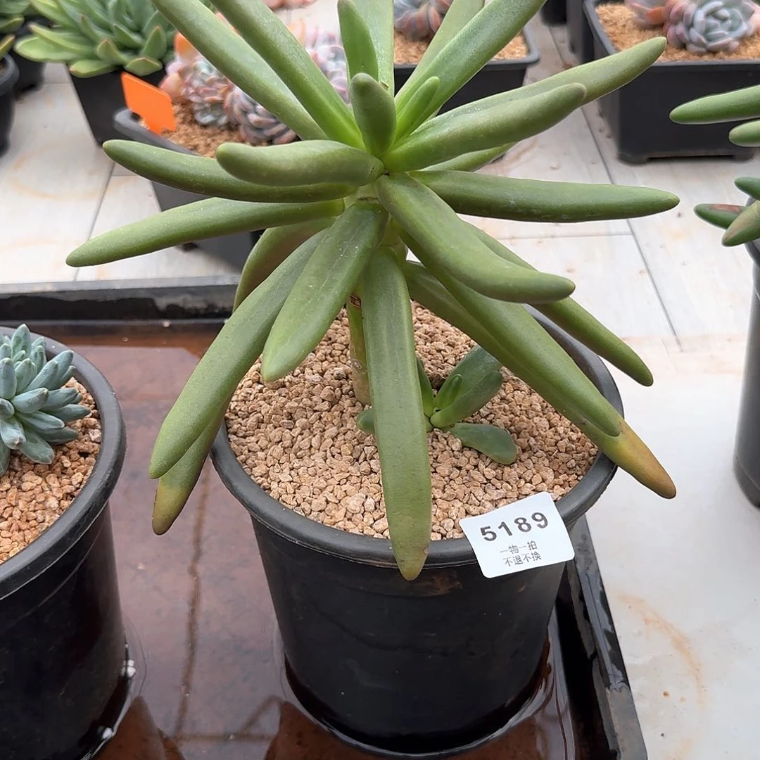 我****黑5489椰子树