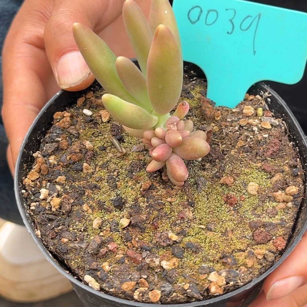 0039号上午多肉植物群生多肉植物