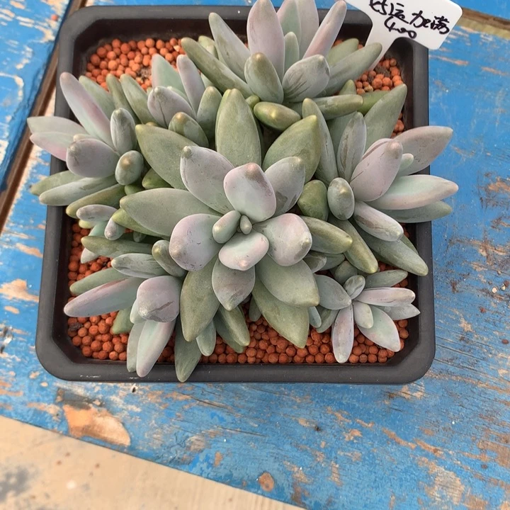 企鹅大群潜力股寄养