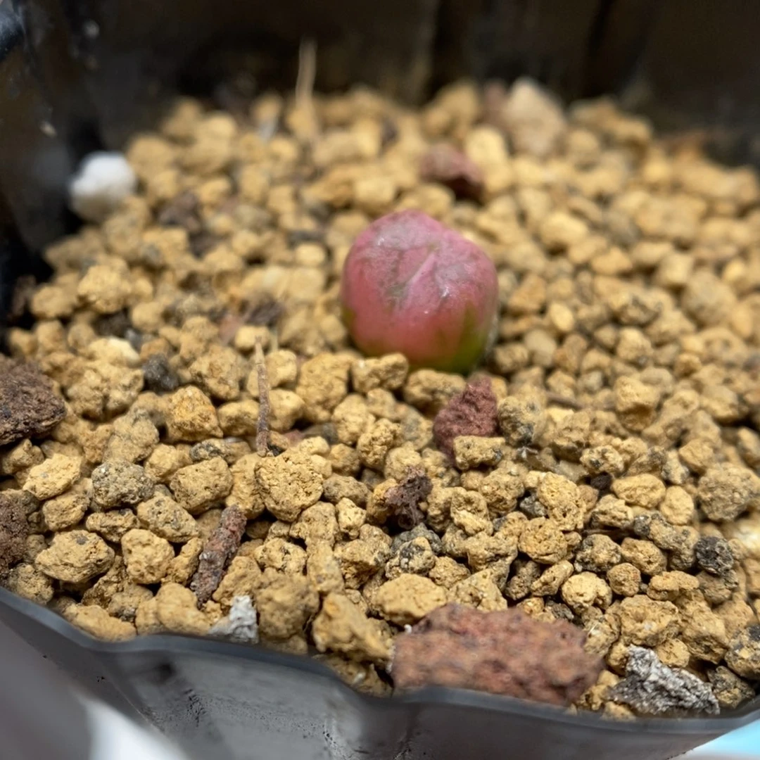 多肉植物肉锥杂交K-6675 毛杂铜壶 0.7