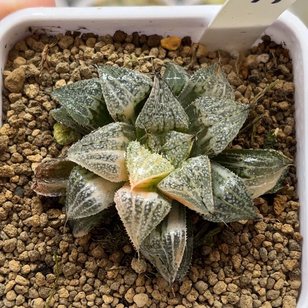 99雪景色锦福利专场