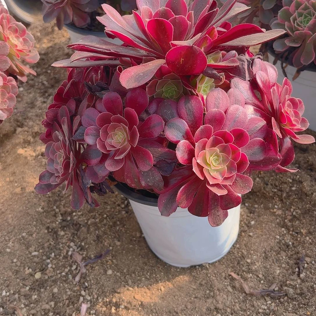 美杜莎多肉植物手捧