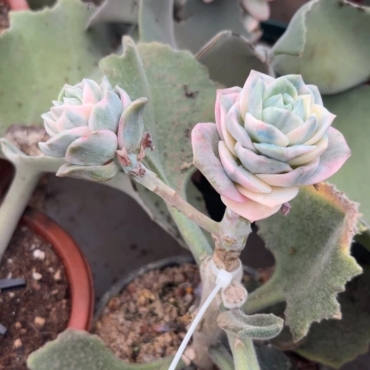 可爱玫瑰一物一拍