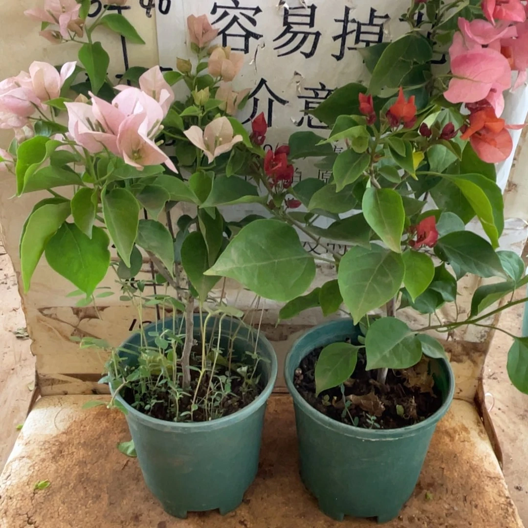 仙***魔当前无花栽培后可以开花7-9712