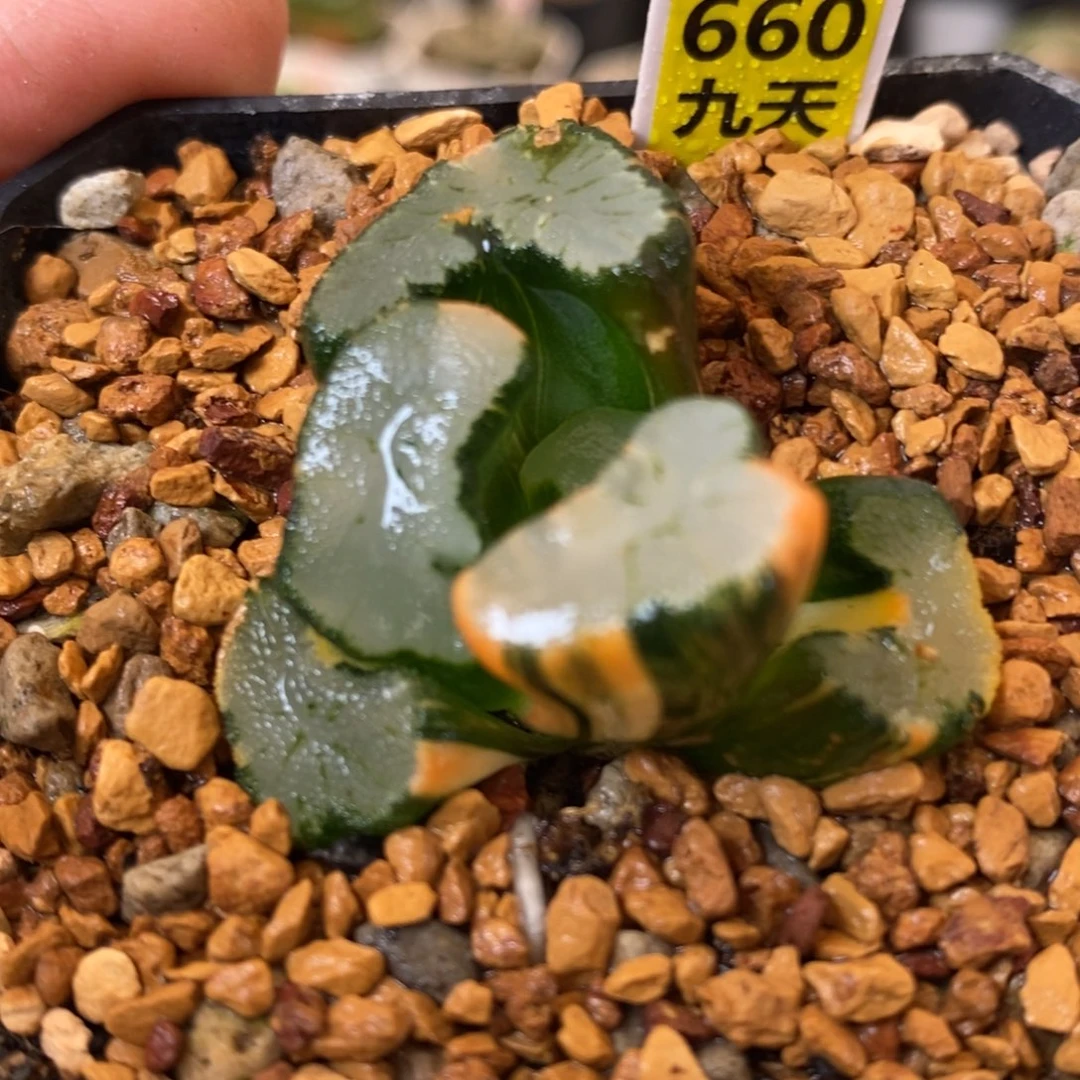 660号大明湖万象锦带盆