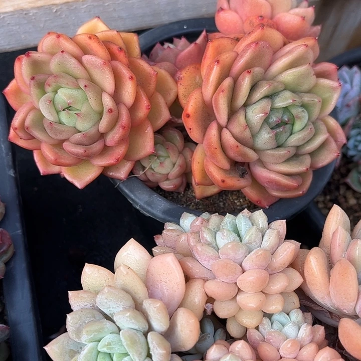 漠***然多肉植物一物一拍