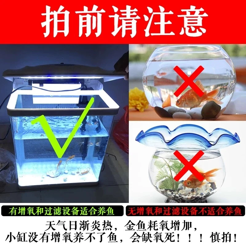 801-900号收到货务必拍开箱视频红白三色德系锦鲤蝴蝶鲤