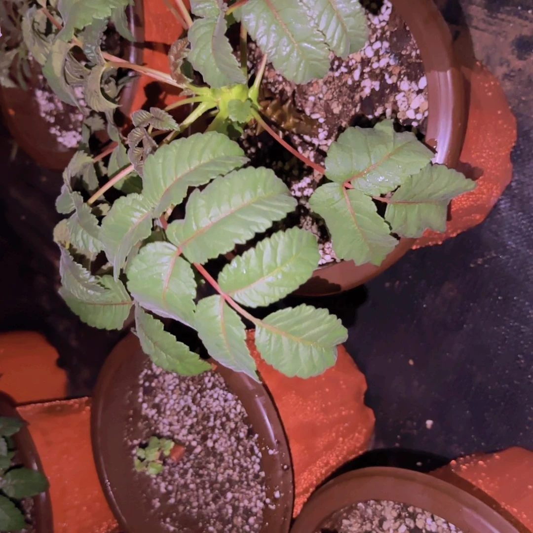 沧***雪块根植物块根植物