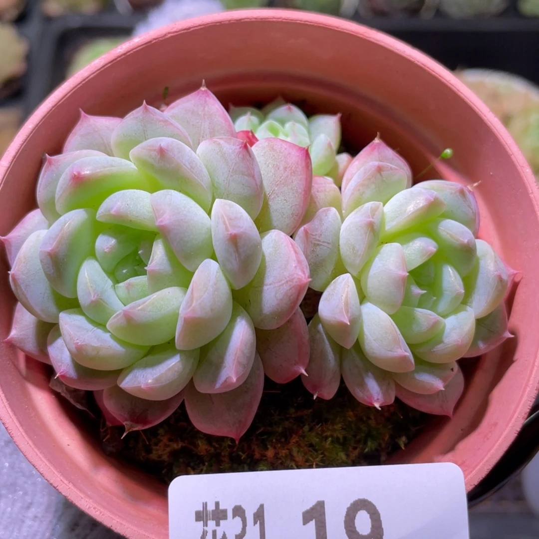 花利美31-19白桃汽水