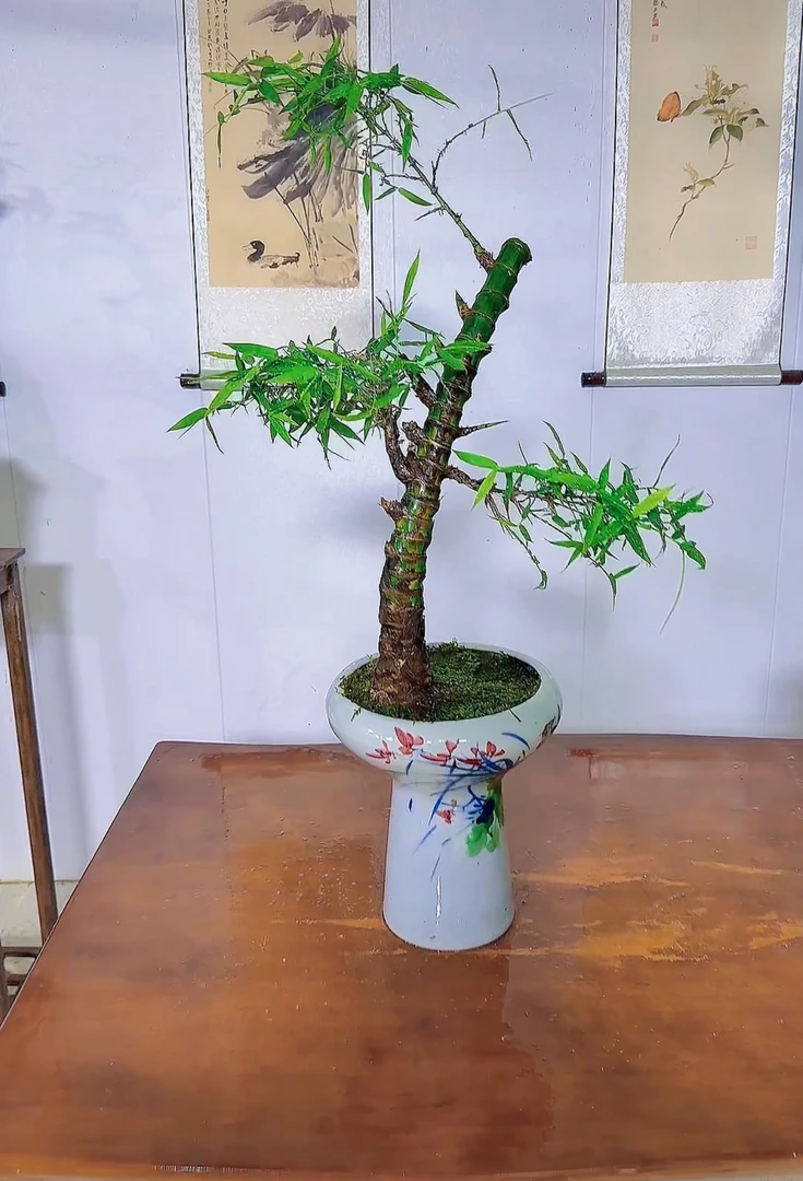 预售小叶勒竹游龙半熟桩链接盆景盆栽室内精品大气韵意好老桩竹子