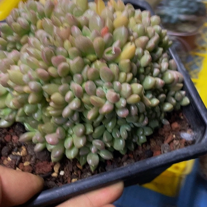 璀璨缀化一物一拍