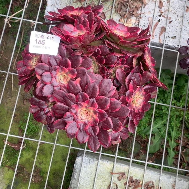 165红金刚多肉植物