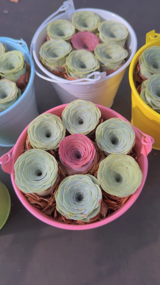 多肉植物山地玫瑰