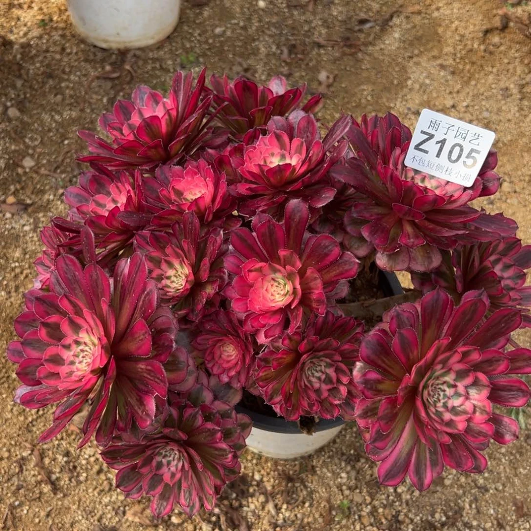 105白月光尺寸25左右特价处理