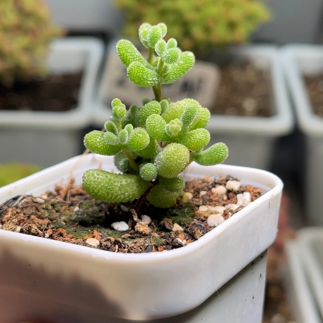 43翡翠优选枝干番杏