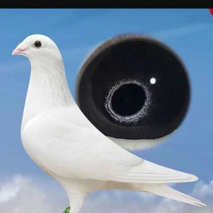 白格子信鸽赛鸽种鸽幼鸽环