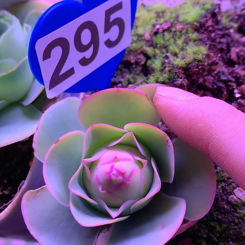 【闪购商品】yjj295福利哟