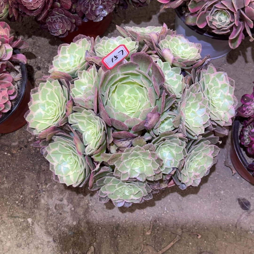 157多肉植物水蜜桃