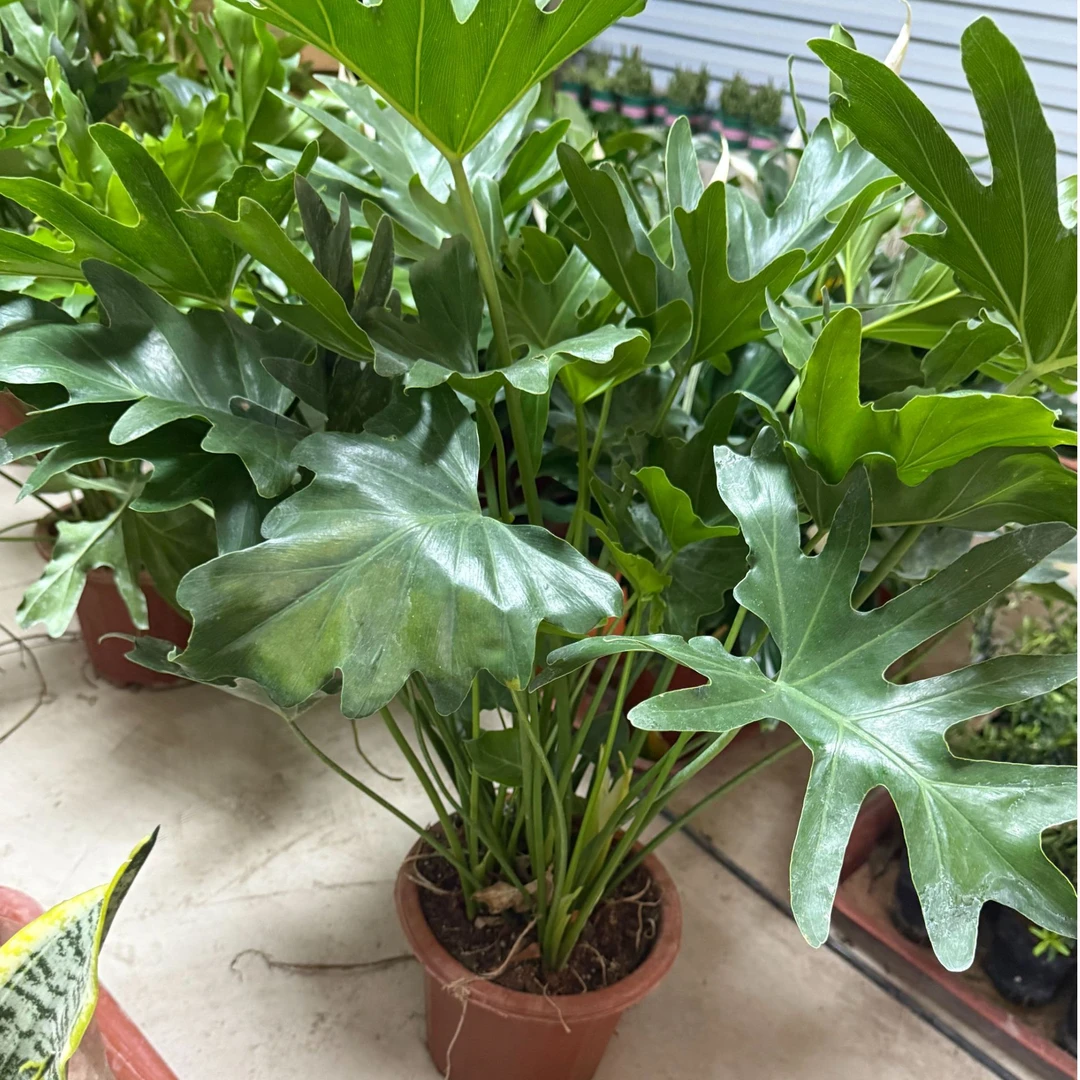 大盆龙鳞春羽水培土培室内绿植盆栽吸甲醛好养