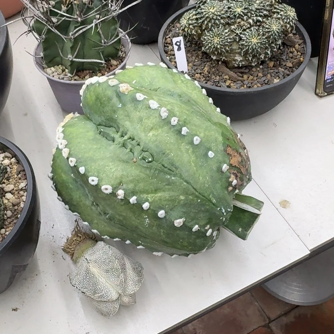 苗接鸾凤兜仙人球