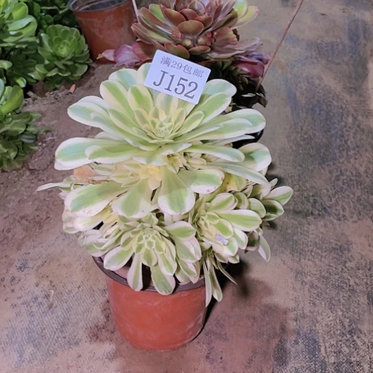 152迈巴赫多肉植物