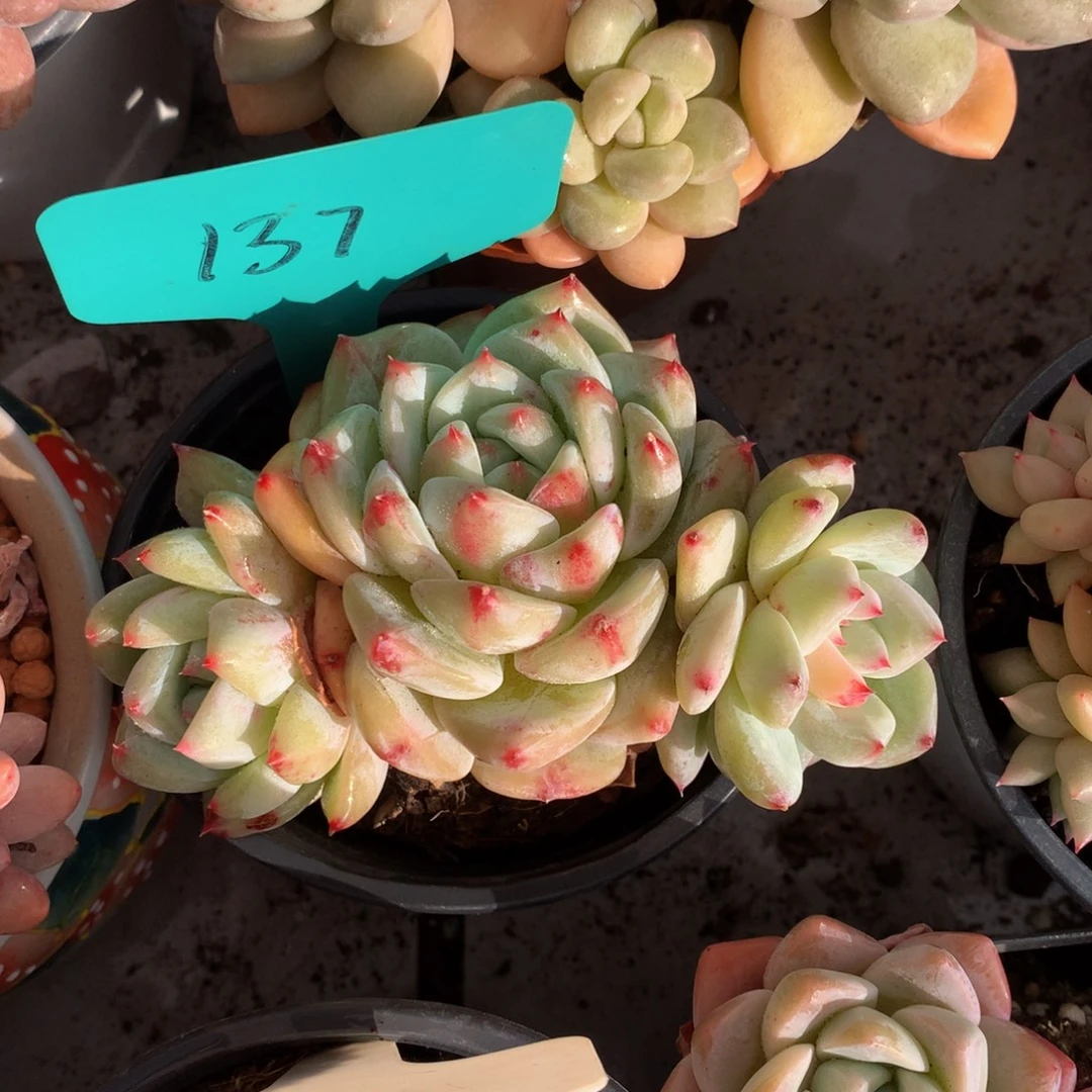 白喇躺727272727272