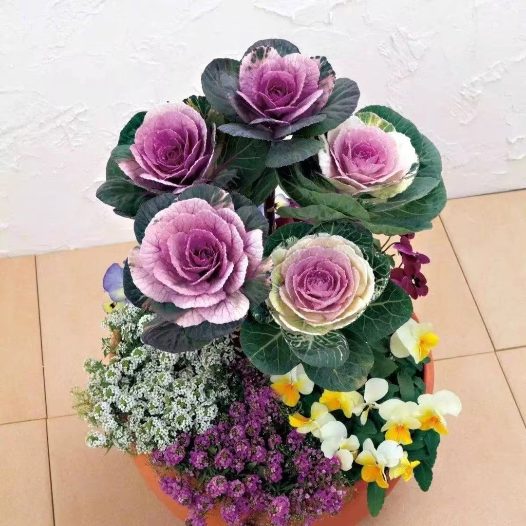 【双11福利】羽衣甘蓝小苗随机发