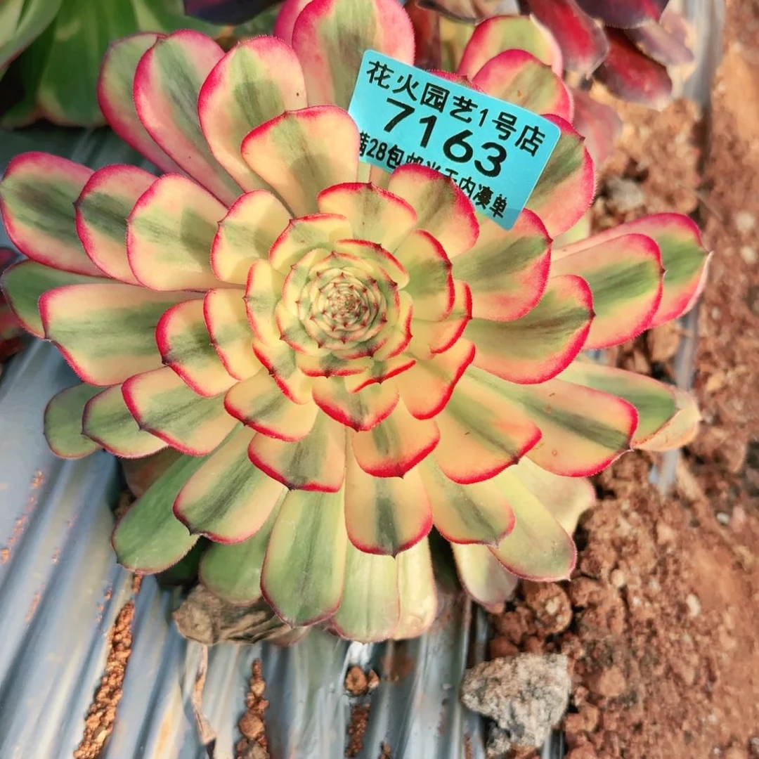 不认识7163多肉植物