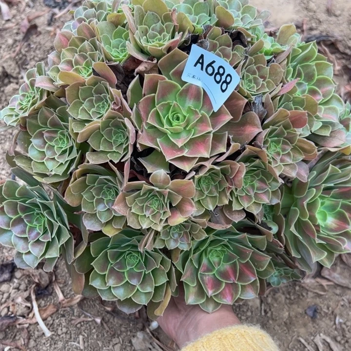 女巫中班多肉植物688.