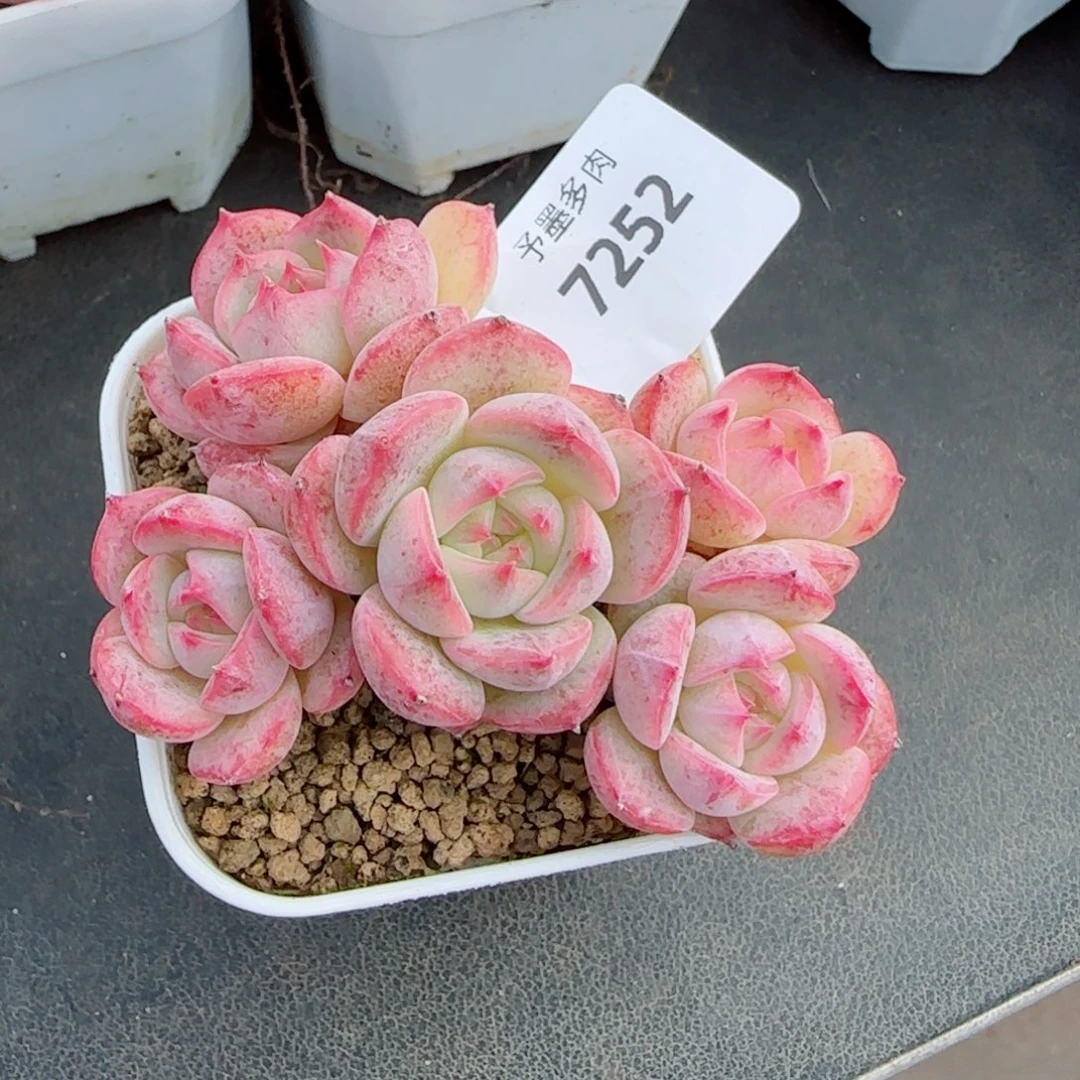 长杆孤品糖心，7252多肉植物
